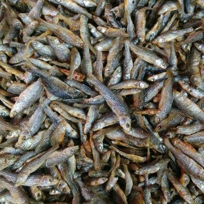 強力推薦 美味油炸小青魚，海味干貨批發，量多優惠