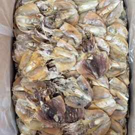 俄羅斯鮑魚 優質海味干貨批發指南