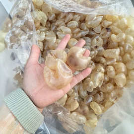 緬甸魚膠 海味干貨中的璀璨明珠與批發指南